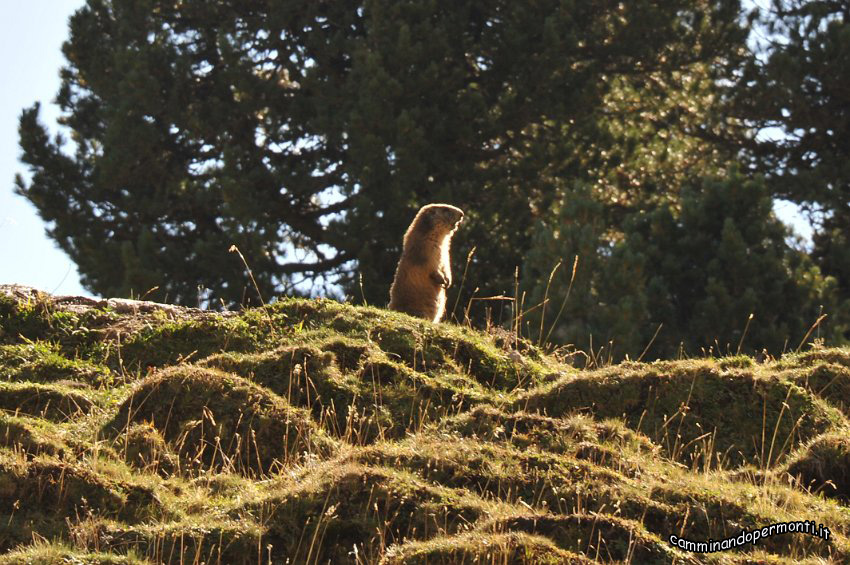 039 Marmotta.JPG